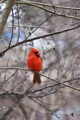 An image of a Northern Cardinal perched on a branch on a sunny winter day.