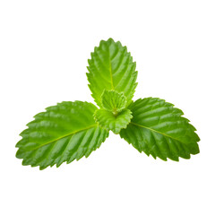 Fresh Mint Leaves Isolated on White Background © Alvin