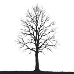 Obraz premium Bare Tree Silhouette, Black and White Illustration, Isolated, Nature, Fall