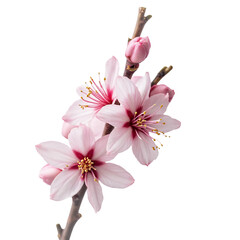 Fototapeta premium Pink Cherry Blossoms, Spring Flowers, Floral Bloom, White Background