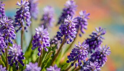 Obraz premium Defocused Purple Flowers Arranged in a Circular Pattern on a Multicolored Artistic Backdrop