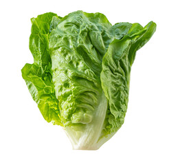 Fresh green lettuce leaf showing its veins on white background