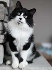 black and white cat portrait
