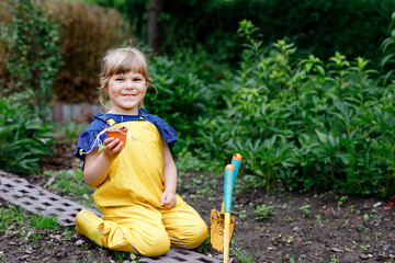 Little preschool girl planting seedlings of sunflowers in domestic garden. Toddler child learn...