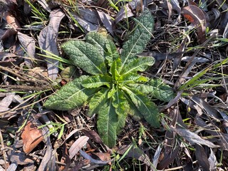 Close-up of fresh green leaves of the Verbascum virgatum plant. Verbascum virgatum, commonly known as twiggy mullein and wand mullein, is a plant species in the family Scrophulariaceae.
