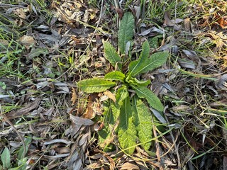 Close-up of fresh green leaves of the Verbascum virgatum plant. Verbascum virgatum, commonly known as twiggy mullein and wand mullein, is a plant species in the family Scrophulariaceae.
