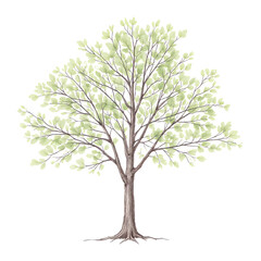 Watercolor Tree Illustration, Simple Tree Drawing, Nature Art Print