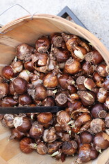 bulbs in basket