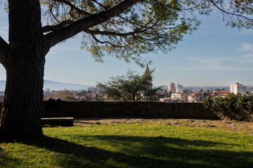 Obraz premium Pine tree in the Castle of Gorizia