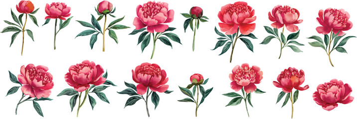 Red watercolor peony flower set. Watercolor peony flower vector illustration isolated on white background. © Joydeb