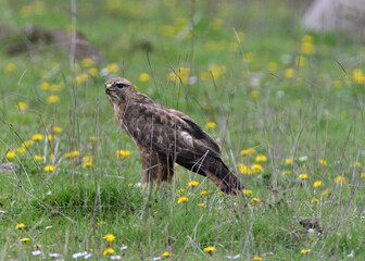 bird of prey