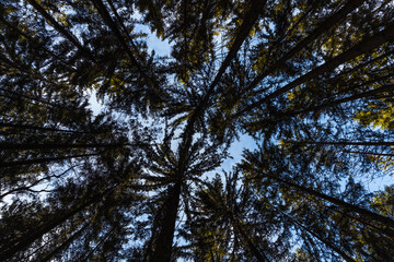 Obraz premium upwards view of treetops in forest