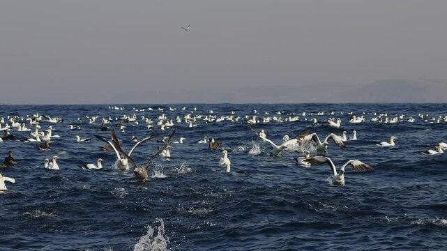 Northern gannet big flock (Morus bassanus) drifting swimming in open sea hunting sardinr fish. Amazing wild birds of South Africa. Sardine run in Wild Coast. Gannets and cormorants swaying on waves