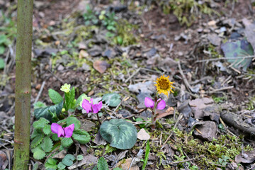 flowers in the autumn