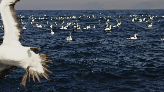 Northern gannet big flock (Morus bassanus) drifting swimming in open sea hunting sardinr fish. Amazing wild birds of South Africa. Sardine run in Wild Coast. Gannets and cormorants swaying on waves
