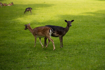 young shy fallow deer playing in the green meadow