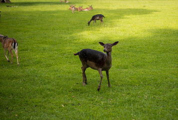 young shy fallow deer playing in the green meadow
