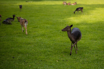 young shy fallow deer playing in the green meadow