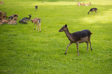 young shy fallow deer playing in the green meadow