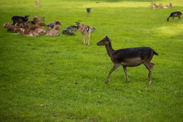 young shy fallow deer playing in the green meadow