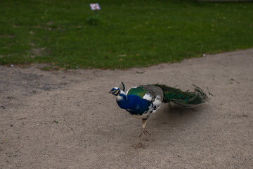 bright exotic peacock walking on thelawn o the castle Blatna