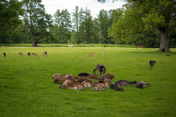 young shy fallow deer playing in the green meadow