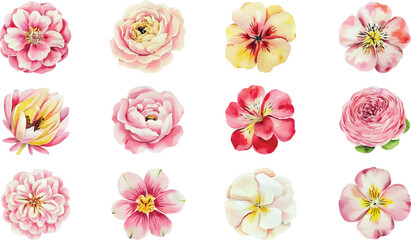 Watercolor set of different peony, orchid, primrose, flowers. Hand drawn flower vector illustration isolated on white background.