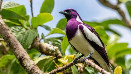 Fototapeta premium Soft Focus Portrait of an Exotic Purple and White Tropical Bird Perched Gracefully on a Tree Branch