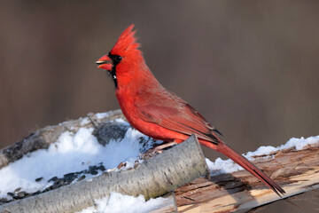 Cardinals in winter