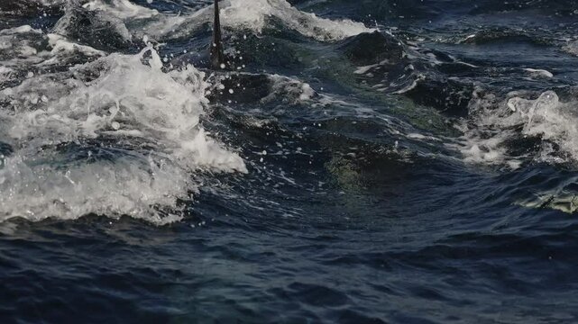 Amazing Dolphins swimming hunting fish together with gannets diving into waves. Sardine run. Aquatic marine animals natural habitat. A lot of different animals hunt together in South Africa Wild Coast