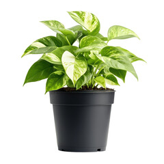 Isolated Pothos Plant in Black Pot