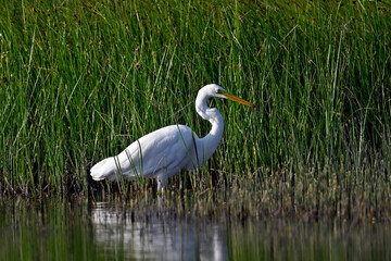 Great White Egret (Ardea alba)with tadpole in its beak // Silberreiher mit Kaulquappe im Schnabel