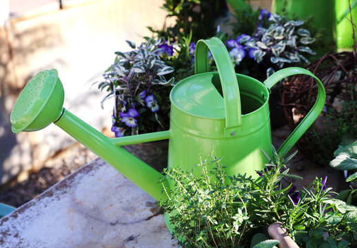 green watering can - Powered by Adobe