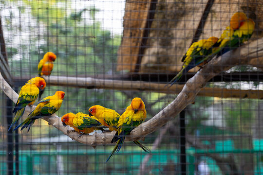Conure - Birds behind the bars - in the cage