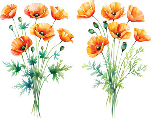 Poppy flower vector illustration, Hand drawn Poppy flower vector isolated on white background.