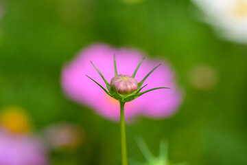 Vibrant cosmos flowers dancing in the sunlight, A burst of color and serenity. Their delicate petals and bright hues create a picturesque and tranquil haven of natural beauty