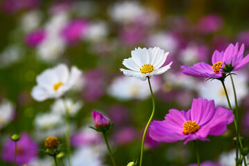 Vibrant cosmos flowers dancing in the sunlight, A burst of color and serenity. Their delicate petals and bright hues create a picturesque and tranquil haven of natural beauty