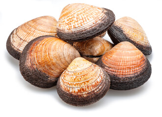 Edible raw hard clams isolated on white background. Delicacy food.