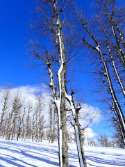 Winter snow mountain cabin panorama. Winter mountain snow forest tree. landscape mountain snow. Winter and cold Winter forest in Algeria, Jijel North Africa, snow covered trees and cold weather. Arabs