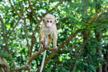 wild nature with monkey in the jungle of sri lanka