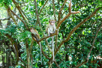 wild nature with monkey in the jungle of sri lanka