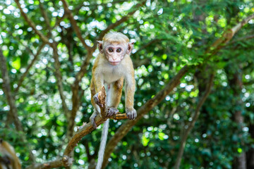 wild nature with monkey in the jungle of sri lanka