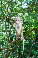 wild nature with monkey in the jungle of sri lanka