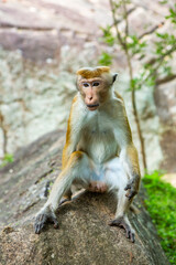 wild nature with monkey in the jungle of sri lanka