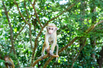 wild nature with monkey in the jungle of sri lanka