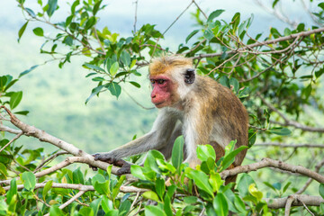 wild nature with monkey in the jungle of sri lanka