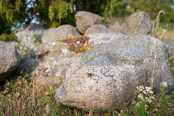 A Small Turtoiseshell butterfly warming up on a rock. Orange butterfly, small tortoiseshell (aglais urticae), sits on a rock. Stone background, copy space and place for text.