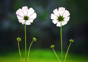 Vibrant cosmos flowers dancing in the sunlight, A burst of color and serenity. Their delicate petals and bright hues create a picturesque and tranquil haven of natural beauty