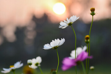 Vibrant cosmos flowers dancing in the sunlight, A burst of color and serenity. Their delicate petals and bright hues create a picturesque and tranquil haven of natural beauty