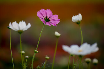 Vibrant cosmos flowers dancing in the sunlight, A burst of color and serenity. Their delicate petals and bright hues create a picturesque and tranquil haven of natural beauty